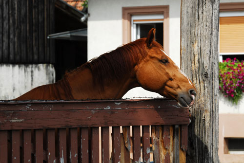 Pferd 1