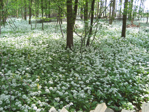 Wald 1