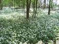 Wald 1