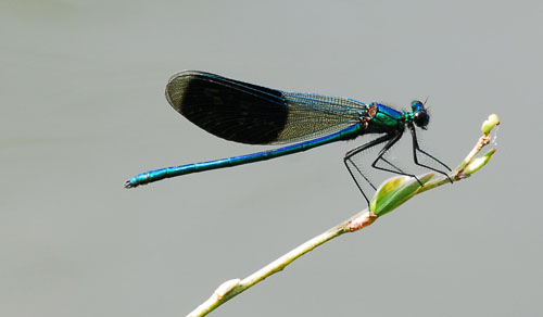Missne_Natur2