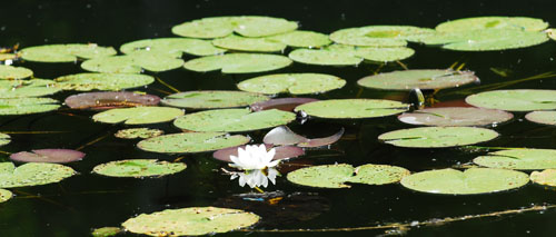 Missne_Seerose